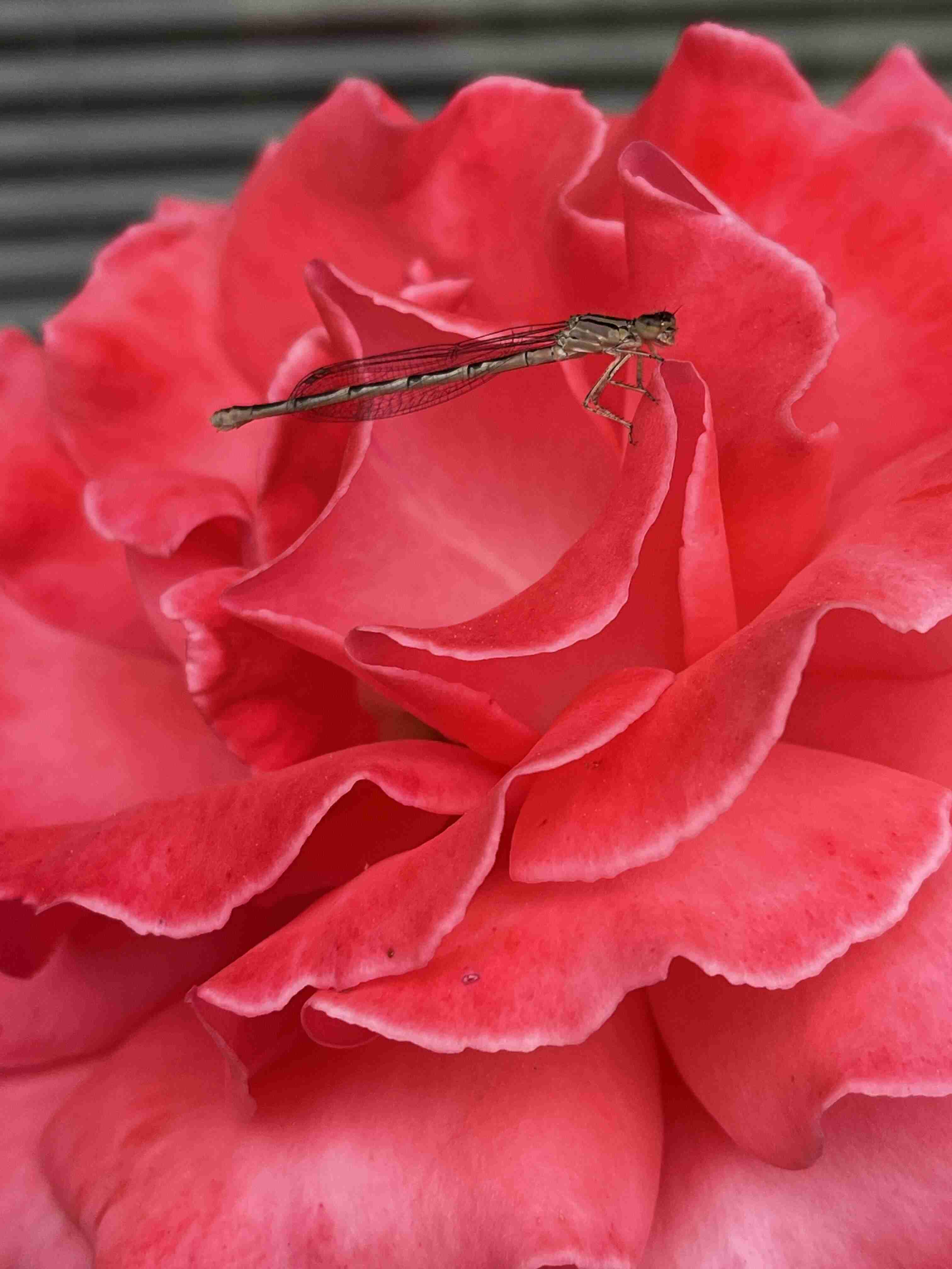 Damselfly on a blooming rose