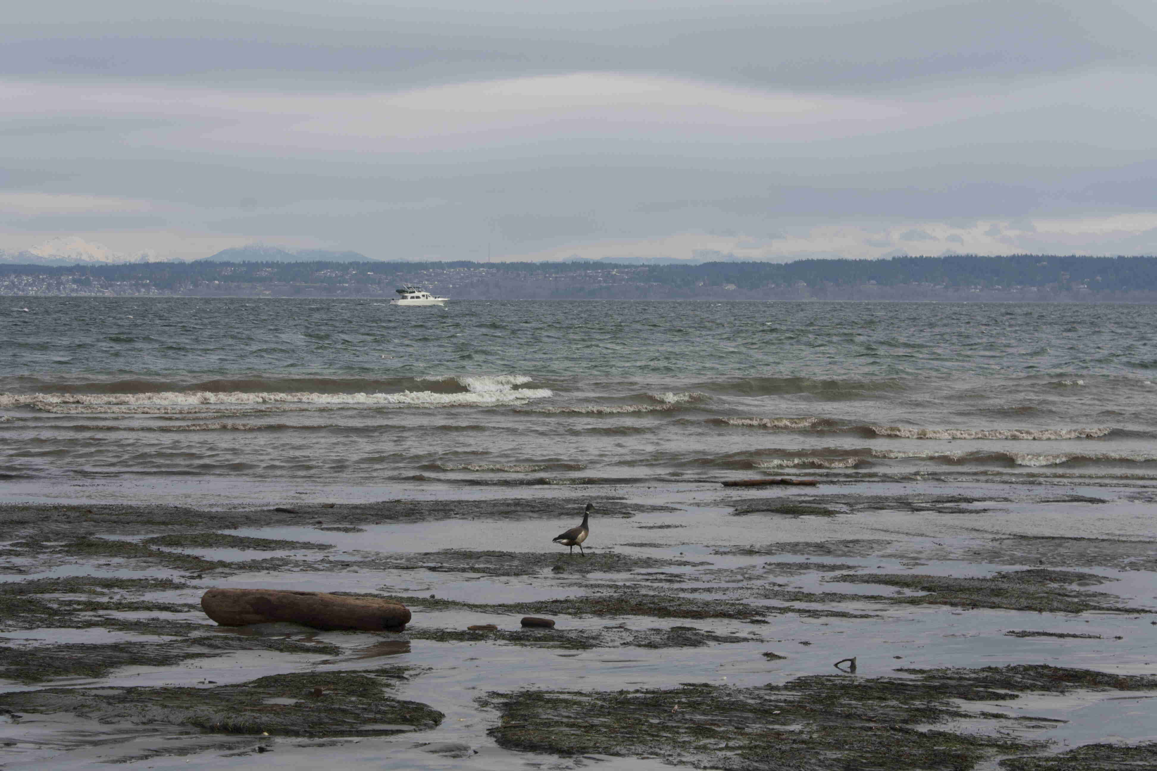 Goose at the Beach